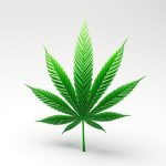 what is the best cannabis stock to buy on robinhood